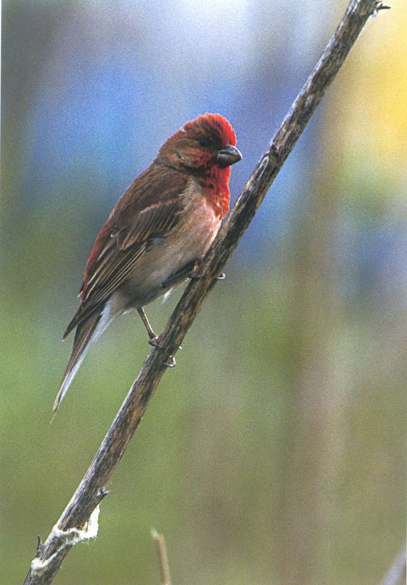 Carpodacus erythrinus Scarlet rosefinch/ Common Rosefinch (scarlet