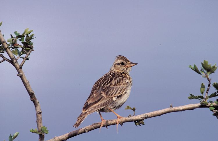 Lullula arborea Woodlark (Alondra) Totovía
