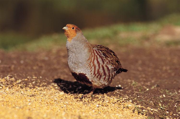 Perdix perdix Grey Partridge Perdiz pardilla